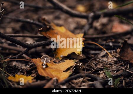 Im Herbst liegen die kleinen Pilze auf den goldenen Ahornblättern Stockfoto