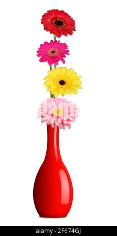 Bouquet von bunten Gerberas in roter Vase isoliert auf weißem Hintergrund. Stockfoto