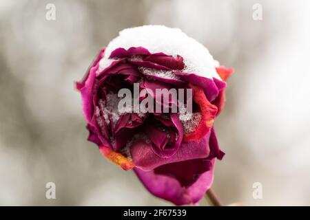 Schneebedeckte rote Rose. Nahaufnahme des unscharfen Hintergrunds. Stockfoto