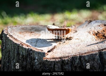 Im hellen Herbst wächst auf dem Stumpf der Wildpilz Sonnenlicht Stockfoto