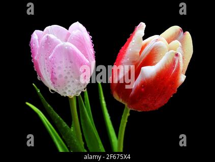 Tau tropft auf rote und rosa Tulpe isoliert auf schwarzem Hintergrund. Stockfoto