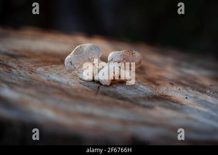 Der Anbau der Herbstpilze auf dem geschnittenen Holzschnitt im Wald Stockfoto