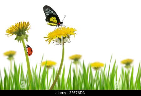 Gelbe Elendelion-Blüten mit Schmetterling und Marienkäfer im Gras auf weißem Hintergrund.Frühjahrssaison. Stockfoto