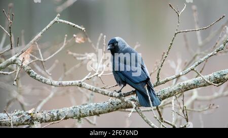 Eine westliche/eurasische/europäische Jackdaw (Corvus monedula) oder einfach eine Jackdaw, die auf einem Eichenzweig steht. Die Jackdaw ist ein Singvogel in der Krähenfamil Stockfoto