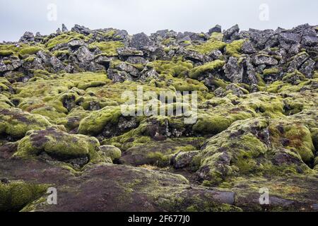 Isländische Lavagesteine mit grünem Moos bedeckt Stockfoto