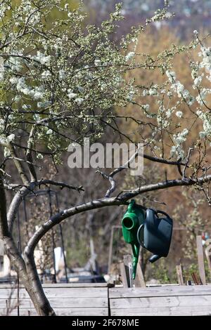 London, Großbritannien, 30. März 2021: Bei Grange Lane Zuteilungen in Dulwich ein ungewöhnlich warmer Tag bot eine gute Chance, einige Arbeit für Zuteilungs-Inhaber zu bekommen. Anna Watson/Alamy Stockfoto