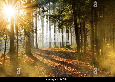 Schöne Morgenszene im Wald mit Sonnenstrahlen. Herbstlandschaft. Stockfoto