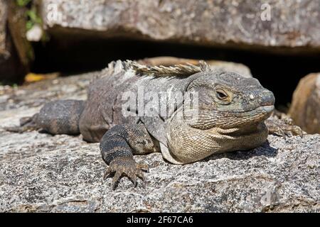 Schwarzer Stachelschwanziguan / Schwarzer Leguan / Schwarzer Ctenosaur (Ctenosaura similis), im Palast heimische Eidechse aus Mexiko, Mittelamerika und Kolumbien Stockfoto