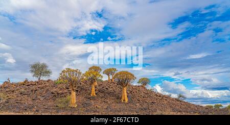 Köcherbäume in warmem Licht, Hintergrund blauer Himmel mit schönen Wolken bei Keetmanshoop, Namibia Stockfoto