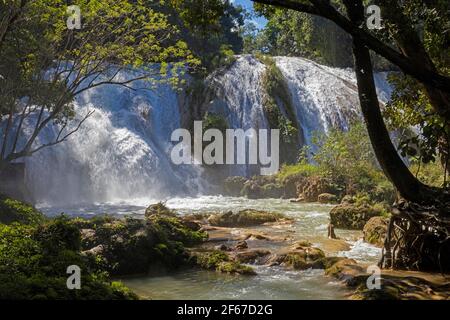 Cascadas de Agua Azul, Reihe von Wasserfällen auf dem Xanil Fluss in der Nähe der Städte Chilón und Tumbalá, Chiapas, Südmexiko Stockfoto