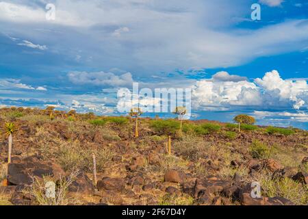 Köcherbäume in warmem Licht, Hintergrund blauer Himmel mit schönen Wolken bei Keetmanshoop, Namibia Stockfoto