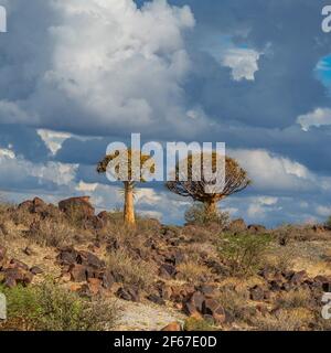 Köcherbäume in warmem Licht, Hintergrund blauer Himmel mit schönen Wolken bei Keetmanshoop, Namibia Stockfoto