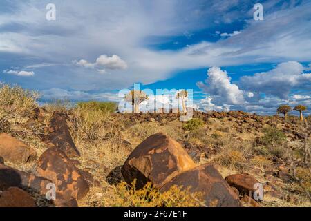 Köcherbäume in warmem Licht, Hintergrund blauer Himmel mit schönen Wolken bei Keetmanshoop, Namibia Stockfoto