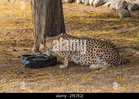 Nahaufnahme Porträt des Trinkwassers einer großen Cheetah-Katze auf einer Farm in Keetmanshoop, Namibia. Afrika Stockfoto