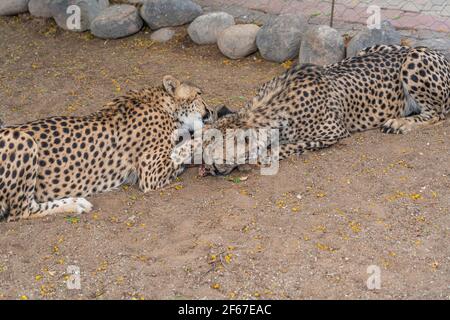 Nahaufnahme Porträt zweier großer Cheetah-Katzen, die Fleisch auf einer Farm in Keetmanshoop, Namibia, essen. Afrika Stockfoto