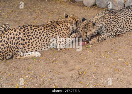 Nahaufnahme Porträt zweier großer Cheetah-Katzen, die Fleisch auf einer Farm in Keetmanshoop, Namibia, essen. Afrika Stockfoto