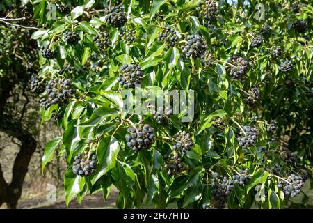 Grüne Blätter und schwarze Früchte von englischem Efeu, gewöhnlicher Efeu (Hedera Helix). Stockfoto