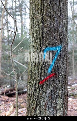 Spray Painted Zahlen auf Bäumen in Pennsylvania für die gemalt Holzindustrie Stockfoto