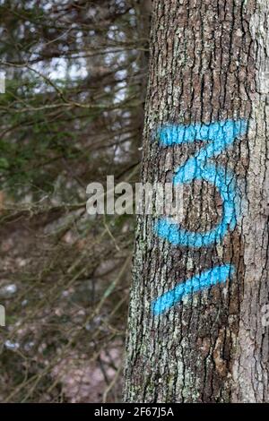 Spray Painted Zahlen auf Bäumen in Pennsylvania für die gemalt Holzindustrie Stockfoto