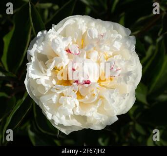 Paeonia lactifolia, Mons Dupont, Frankreich. Nahaufnahme Makrofoto. Pfingstrose rosa in den Garten. Stockfoto