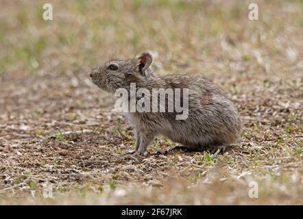 Abessinian Grass Rat (Arvicanthis abyssinicus) Erwachsener steht auf dünn vergetated Land Bale Mountains NP, Äthiopien April Stockfoto