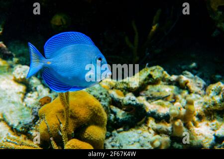 Blaue tang Fische schwimmen in einem Riff Stockfoto