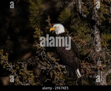 Weißkopfseeadler in freier Wildbahn im Eleven Mile Canyon Colorado Stockfoto
