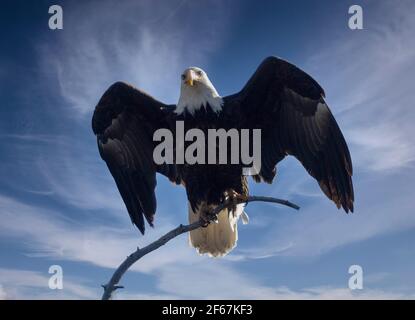 Weißkopfseeadler in freier Wildbahn im Eleven Mile Canyon Colorado Stockfoto