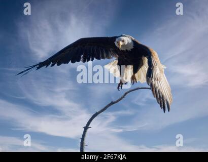 Weißkopfseeadler in freier Wildbahn im Eleven Mile Canyon Colorado Stockfoto