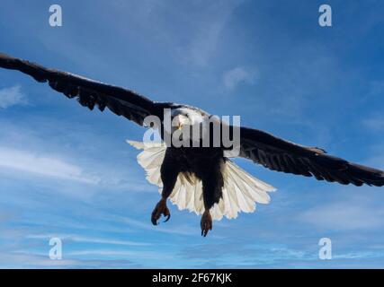 Weißkopfseeadler in freier Wildbahn im Eleven Mile Canyon Colorado Stockfoto