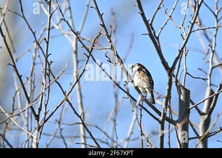 Haussperling sitzt auf einem Baum in der Sonne Stockfoto