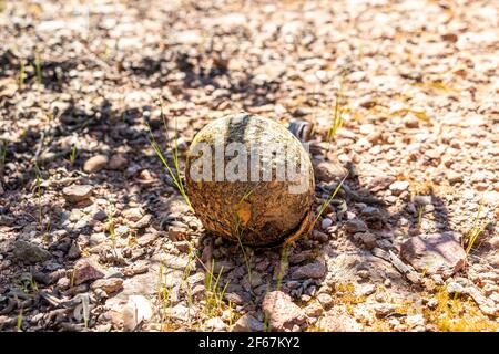 Bild von Pilzen, Calvatia ist eine Gattung der Kugelpilze Stockfoto