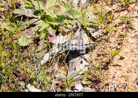 Rotgestreifte Ölkäfer, Berberomeloe majalis, Berberomeloe ist eine Gattung innerhalb des Stammes Lyttini der Familie Meloidae, der Öl- oder Blisterkäfer. Stockfoto