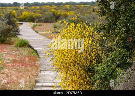 Retama sphaerocarpa ist eine Gattung von blühenden Büschen in der Familie der Hülsenfrüchte, Fabaceae mit gelben Blüten. Es gehört zum Besenstamm, Genisteae. Stockfoto