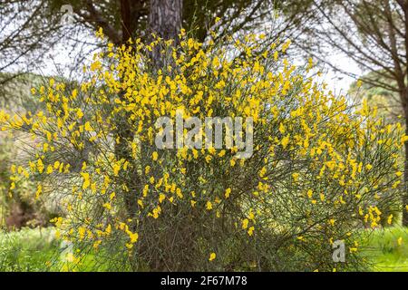 Retama sphaerocarpa ist eine Gattung von blühenden Büschen in der Familie der Hülsenfrüchte, Fabaceae mit gelben Blüten. Es gehört zum Besenstamm, Genisteae. Stockfoto