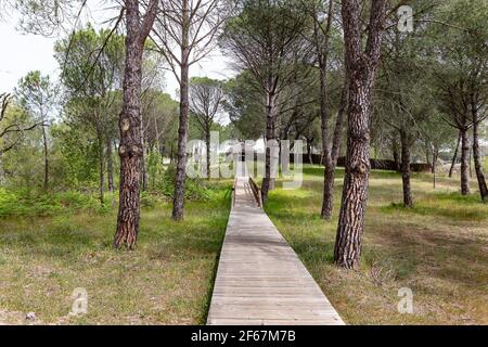 Holzfußweg zum Vogelbeobachtungsgebiet La Rocina im Donana Nationalpark, Huelva, Andalusien, Spanien Stockfoto