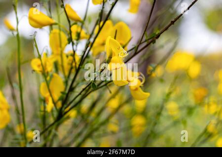 Retama sphaerocarpa ist eine Gattung von blühenden Büschen in der Familie der Hülsenfrüchte, Fabaceae mit gelben Blüten. Es gehört zum Besenstamm, Genisteae. Stockfoto