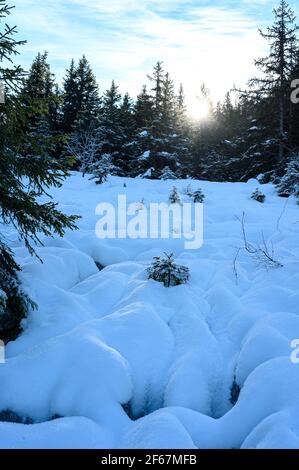 Die Spitzen der Nadelbäume ragen aus der dicken Schneeschicht. Wintermorgen im Wald. Natürliche Landschaft Hintergrund, Vercors, Frankreich. Stockfoto