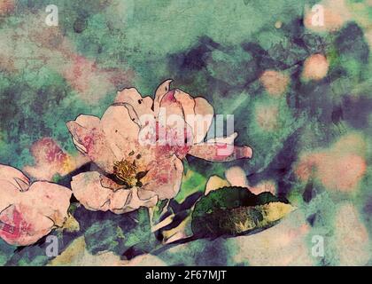 Weiche rosa Blüten von Apfelbaum blühen im Frühjahr, Foto Manipulation, digitale Aquarell-Effekt. Stockfoto