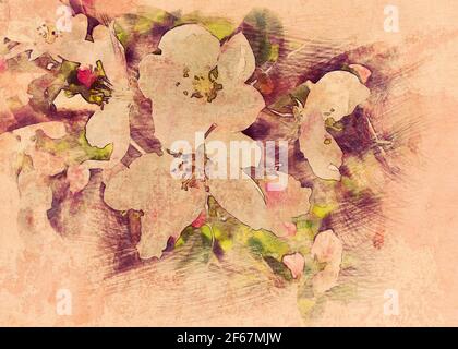 Weiche rosa Blüten von Apfelbaum blühen im Frühjahr, Foto Manipulation, digitale Aquarell-Effekt. Stockfoto