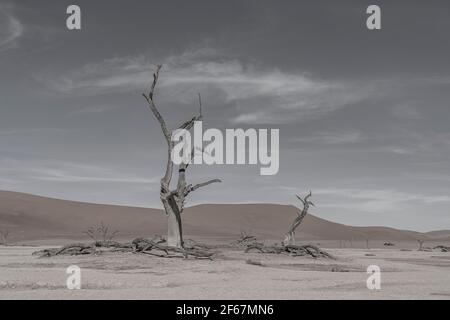 Tote Kameldornbäume und rote Dünen in Deadvlei, Sossusvlei, Namib-Naukluft National Park, Namibia, Monocrome Stockfoto