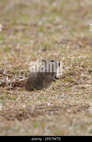 Abessinian Grass Rat (Arvicanthis abyssinicus) Erwachsene Überprüfung, dass es sicher außerhalb Eintrittsloch Bale Mountains NP, Äthiopien April Stockfoto