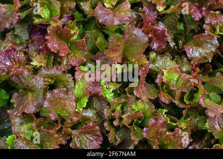 Red Sails Salat ist bei vielen Hausgärtnern beliebt. Es wird gesagt, dass mehr Vitamine A und C als Lebensmittelgeschäft Salat enthalten. Stockfoto