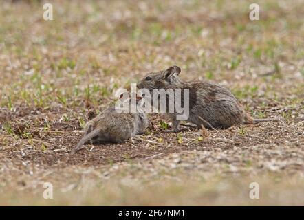 Abessinian Grass Rat (Arvicanthis abyssinicus) zwei Erwachsene ernähren sich von spärlichen Grasland Bale Mountains NP, Äthiopien April Stockfoto