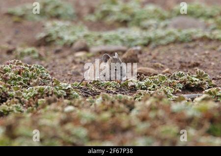 Abessinian Grass Rat (Arvicanthis abyssinicus) juvenile auf Moorland Bale Mountains NP, Äthiopien April Stockfoto