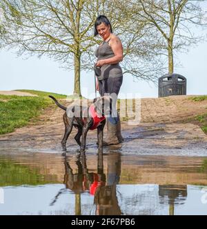 Kidderminster, Großbritannien. März 2021, 30th. Wetter in Großbritannien: Ungewöhnlich warme Temperaturen bringen heute deutlich mehr Hundewanderer in die lokalen Parks in Kidderminster und da Besitzer das Beste aus dem herrlichen Sonnenschein machen, brauchen ihre Hundefreunde an diesem außergewöhnlich warmen Märztag eine willkommene Abkühlung. Kredit: Lee Hudson/Alamy Live Nachrichten Stockfoto