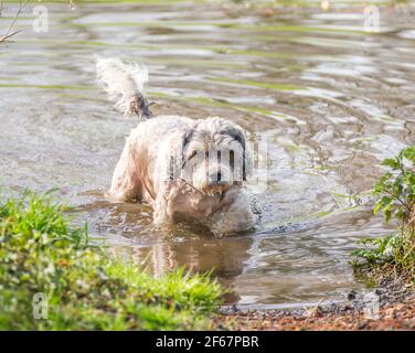 Kidderminster, Großbritannien. März 2021, 30th. Wetter in Großbritannien: Ungewöhnlich warme Temperaturen bringen heute deutlich mehr Hundewanderer in die lokalen Parks in Kidderminster und da Besitzer das Beste aus dem herrlichen Sonnenschein machen, brauchen ihre Hundefreunde an diesem außergewöhnlich warmen Märztag eine willkommene Abkühlung. Kredit: Lee Hudson/Alamy Live Nachrichten Stockfoto