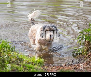 Kidderminster, Großbritannien. März 2021, 30th. Wetter in Großbritannien: Ungewöhnlich warme Temperaturen bringen heute deutlich mehr Hundewanderer in die lokalen Parks in Kidderminster und da Besitzer das Beste aus dem herrlichen Sonnenschein machen, brauchen ihre Hundefreunde an diesem außergewöhnlich warmen Märztag eine willkommene Abkühlung. Kredit: Lee Hudson/Alamy Live Nachrichten Stockfoto