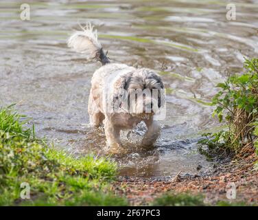 Kidderminster, Großbritannien. März 2021, 30th. Wetter in Großbritannien: Ungewöhnlich warme Temperaturen bringen heute deutlich mehr Hundewanderer in die lokalen Parks in Kidderminster und da Besitzer das Beste aus dem herrlichen Sonnenschein machen, brauchen ihre Hundefreunde an diesem außergewöhnlich warmen Märztag eine willkommene Abkühlung. Kredit: Lee Hudson/Alamy Live Nachrichten Stockfoto