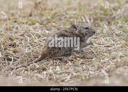 Abessinian Grass Rat (Arvicanthis abyssinicus) Erwachsene Fütterung auf spärlichen Grasland Bale Mountains NP, Äthiopien April Stockfoto